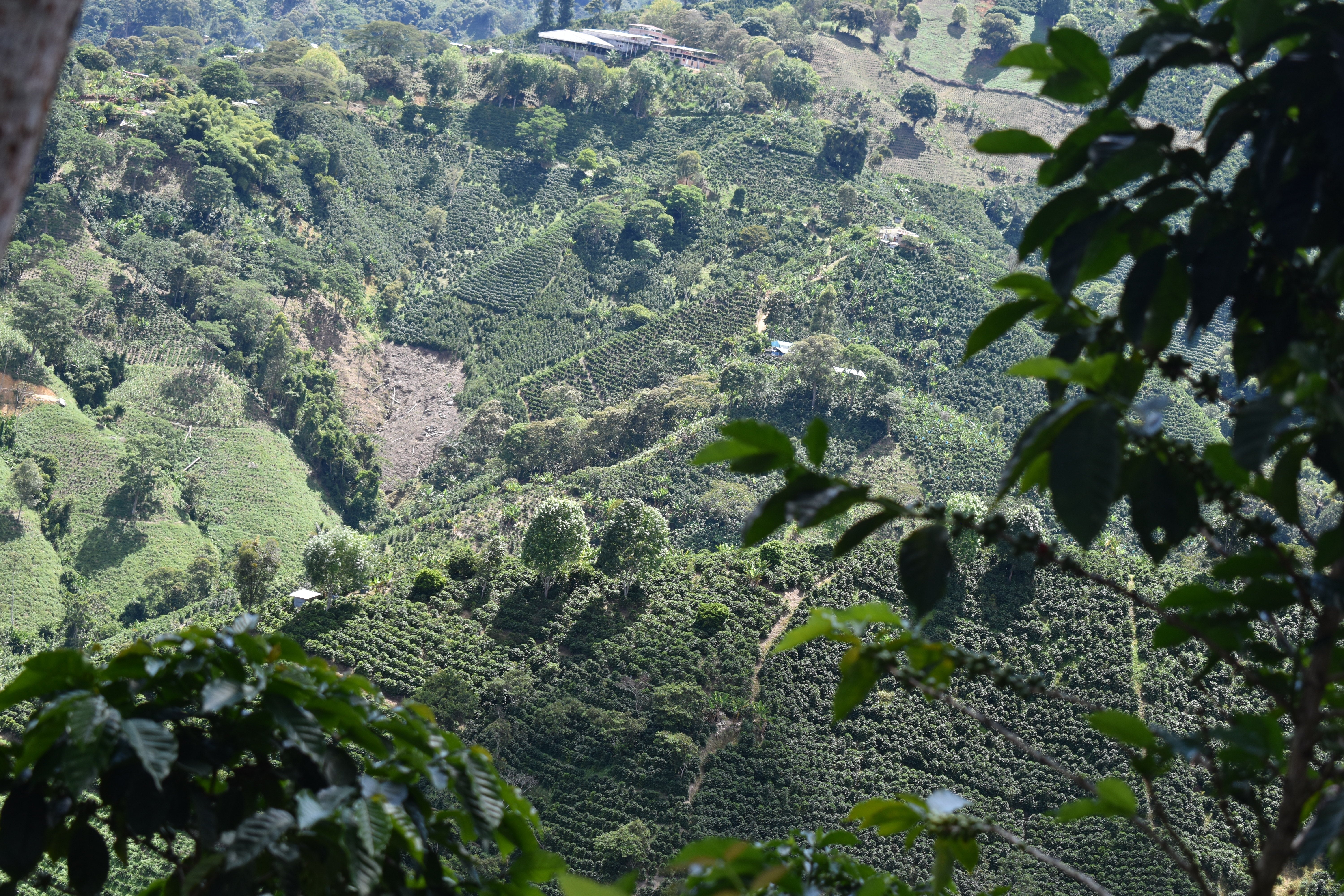 Castillo — Single-Origin Colombian Specialty Coffee | Crezia