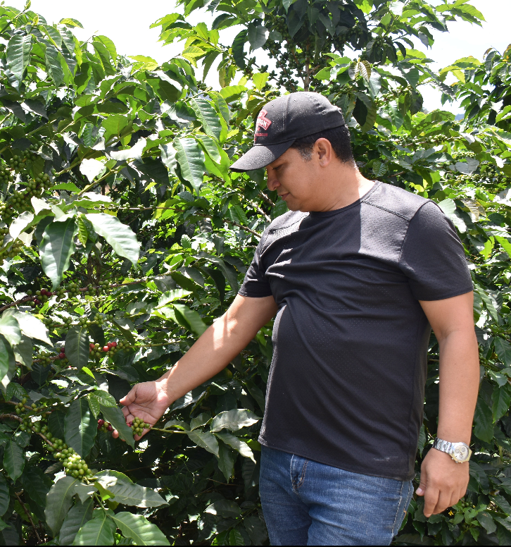 Victor inspecting coffee beans on a coffee plant from Samaniego