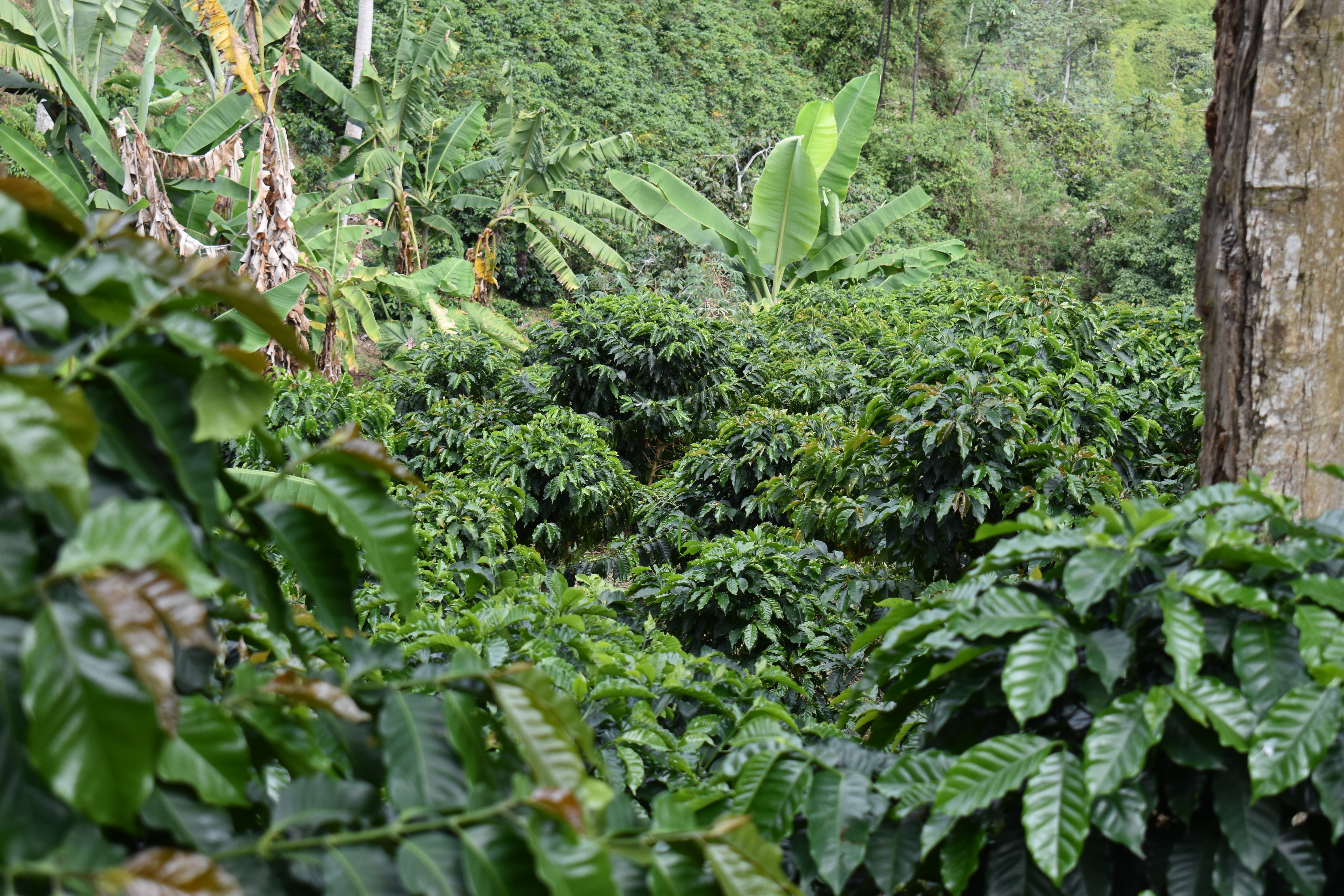 Castillo — Single-Origin Colombian Specialty Coffee | Crezia